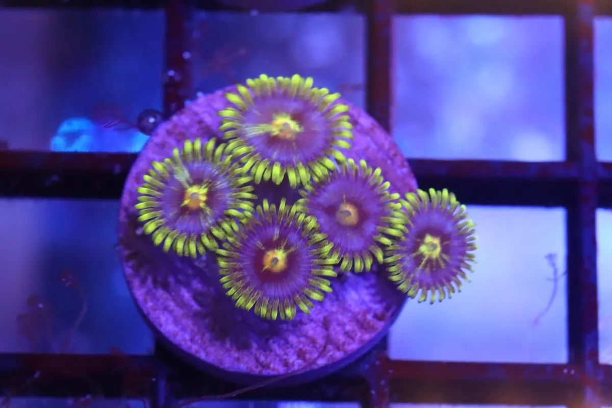 Yellow Skirt Zoa 1