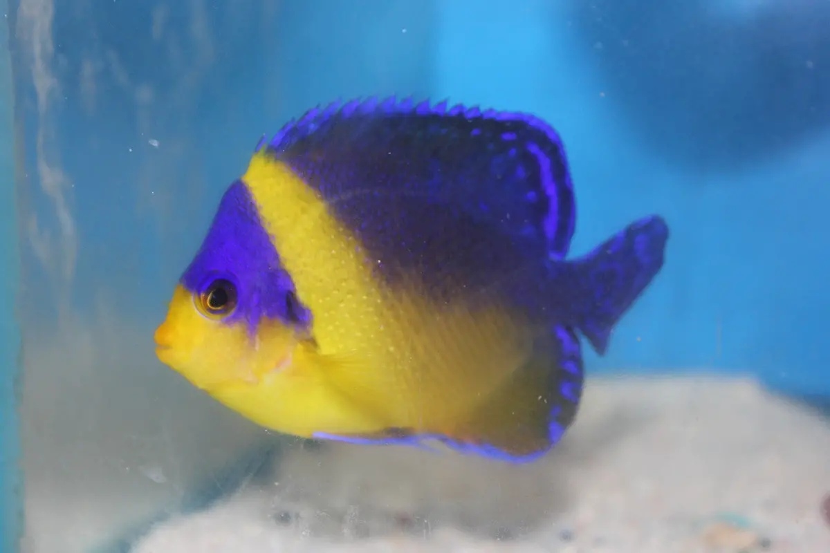 Venustus Angel | Centropyge Venustus (2-3") 1