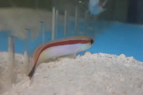 Red Back Tilefish 1