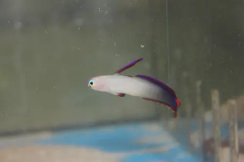 Purple Firefish Goby 1