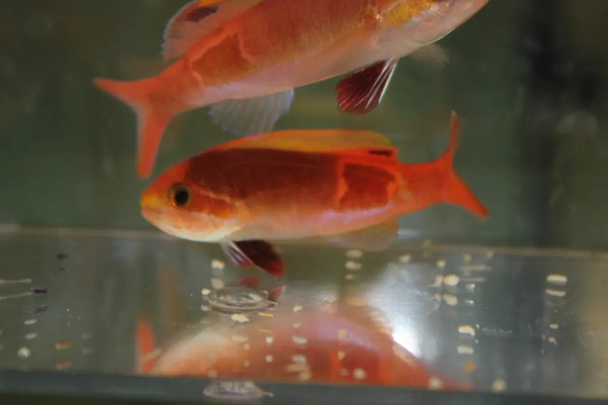 Sailfin Anthias | Rabaulichthys Stigmaticus 1
