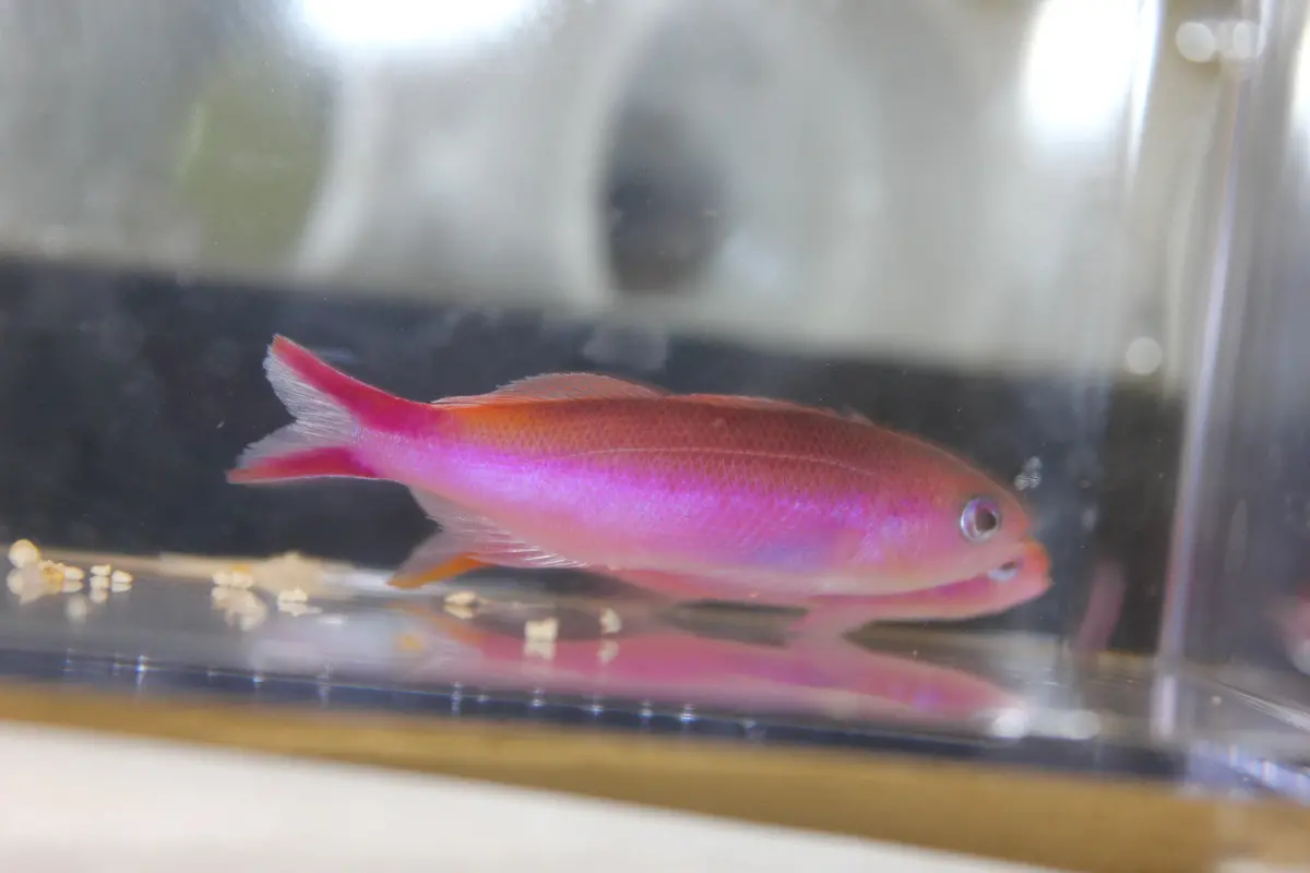 Waitei Anthias | Luzonichthys Waitei 1