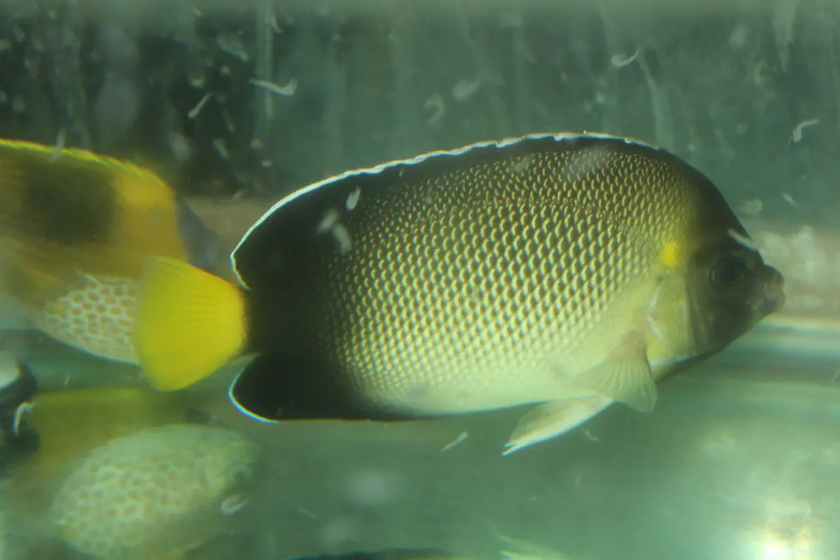 Xanthurus (Cream) Angelfish (2-3") 1