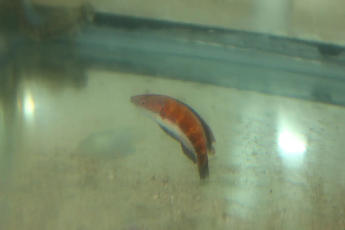 Joanalleni Fairy Wrasse (Male) 1