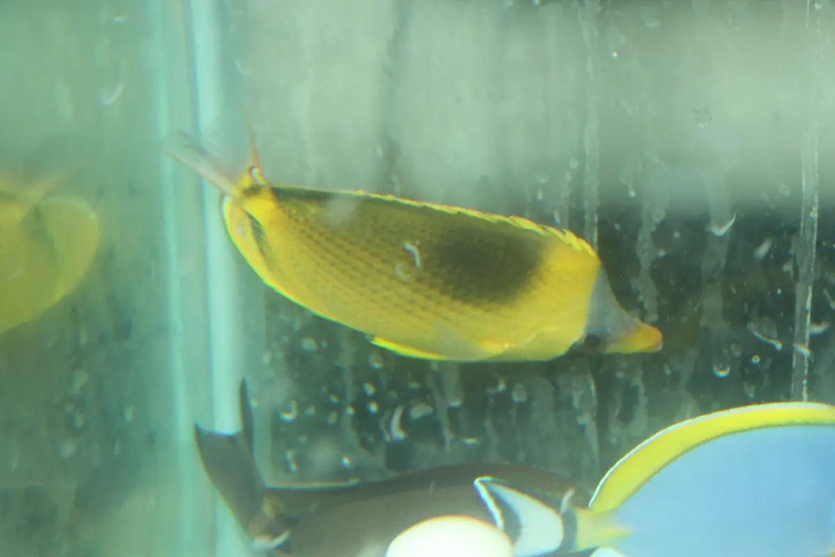 Dotted Butterflyfish (Chaetodon Semeion) 1