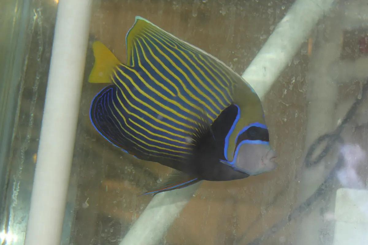 Imperator Angelfish-Adult (6” Male W Streamer) 1