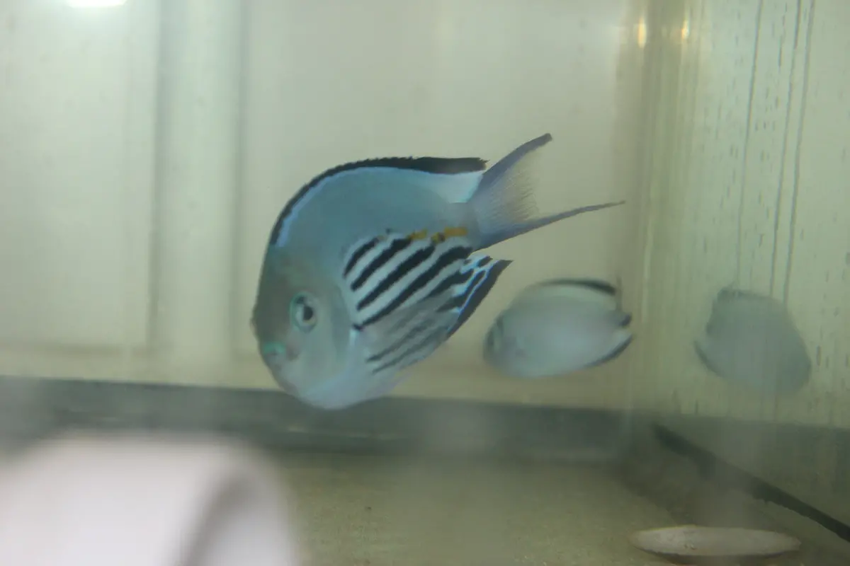 Watanabei Angelfish (Genicanthus Watanabei)-Pair 1