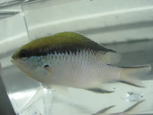 Barrier Reef Chromis 1