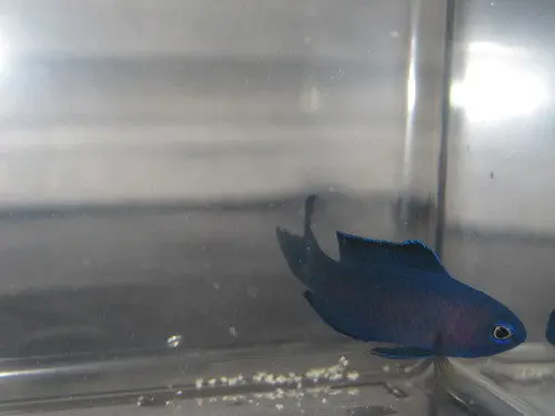 Blue Assessor Basslet (Australia) 1