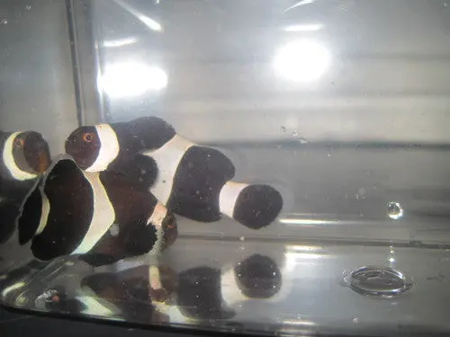 Black & White Ocellaris Clowns-True Australian 1