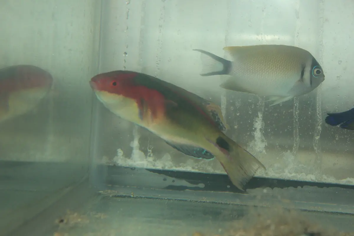 Exquisite Fairy Wrasse - Male (Fiji) 1