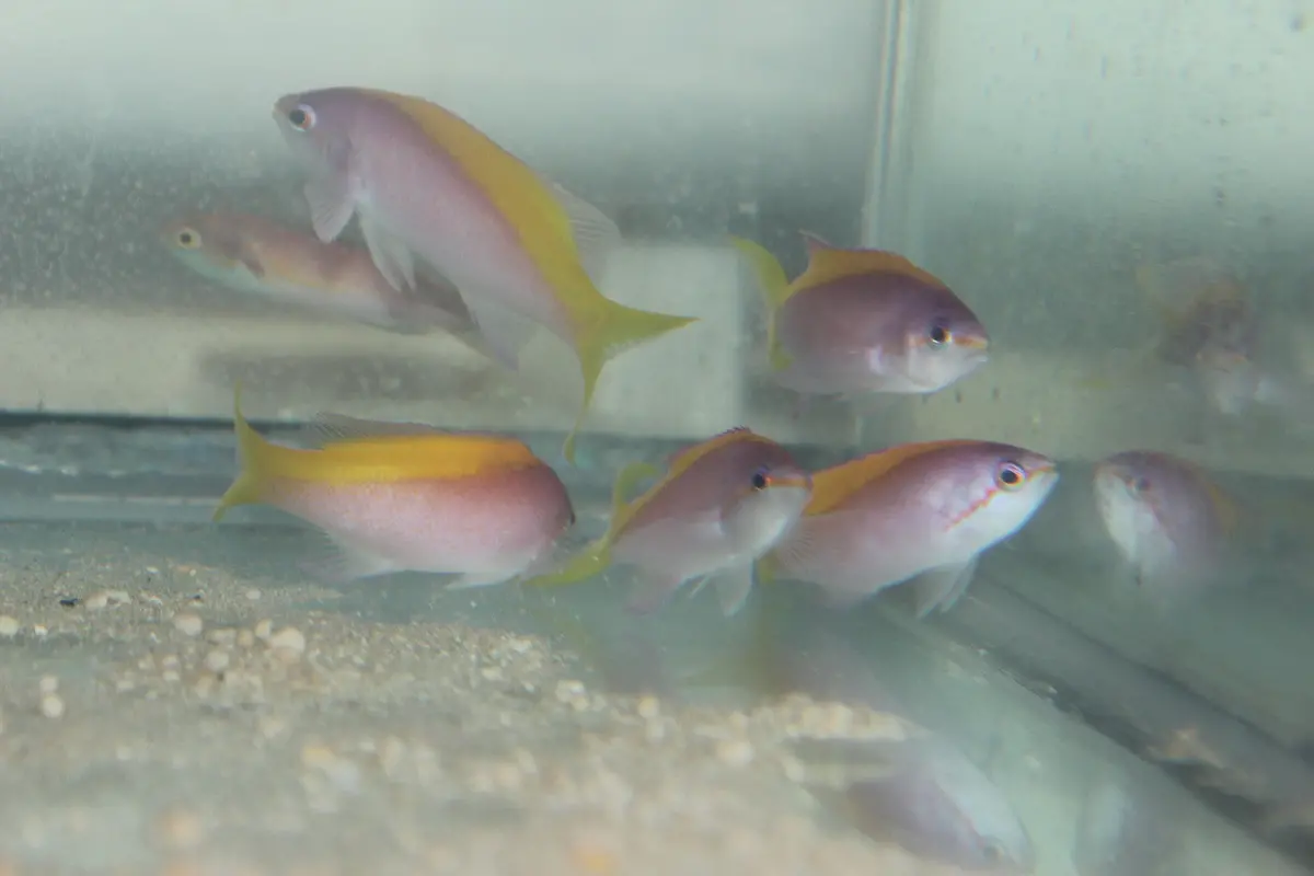 Mauritius Evansi Anthias 1