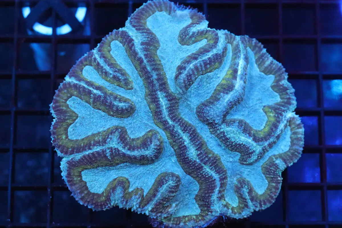 Symphyllia Brain Wysiwyg (A35) 1
