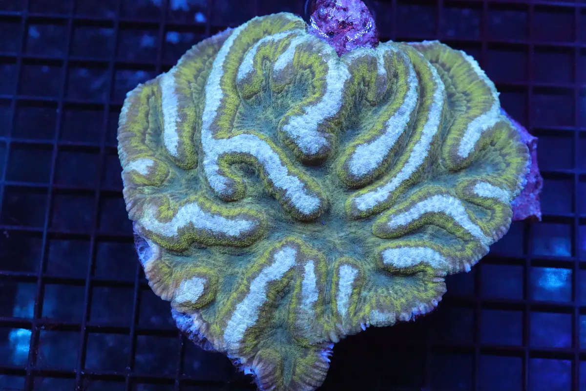 Symphyllia Brain Wysiwyg (31) 1