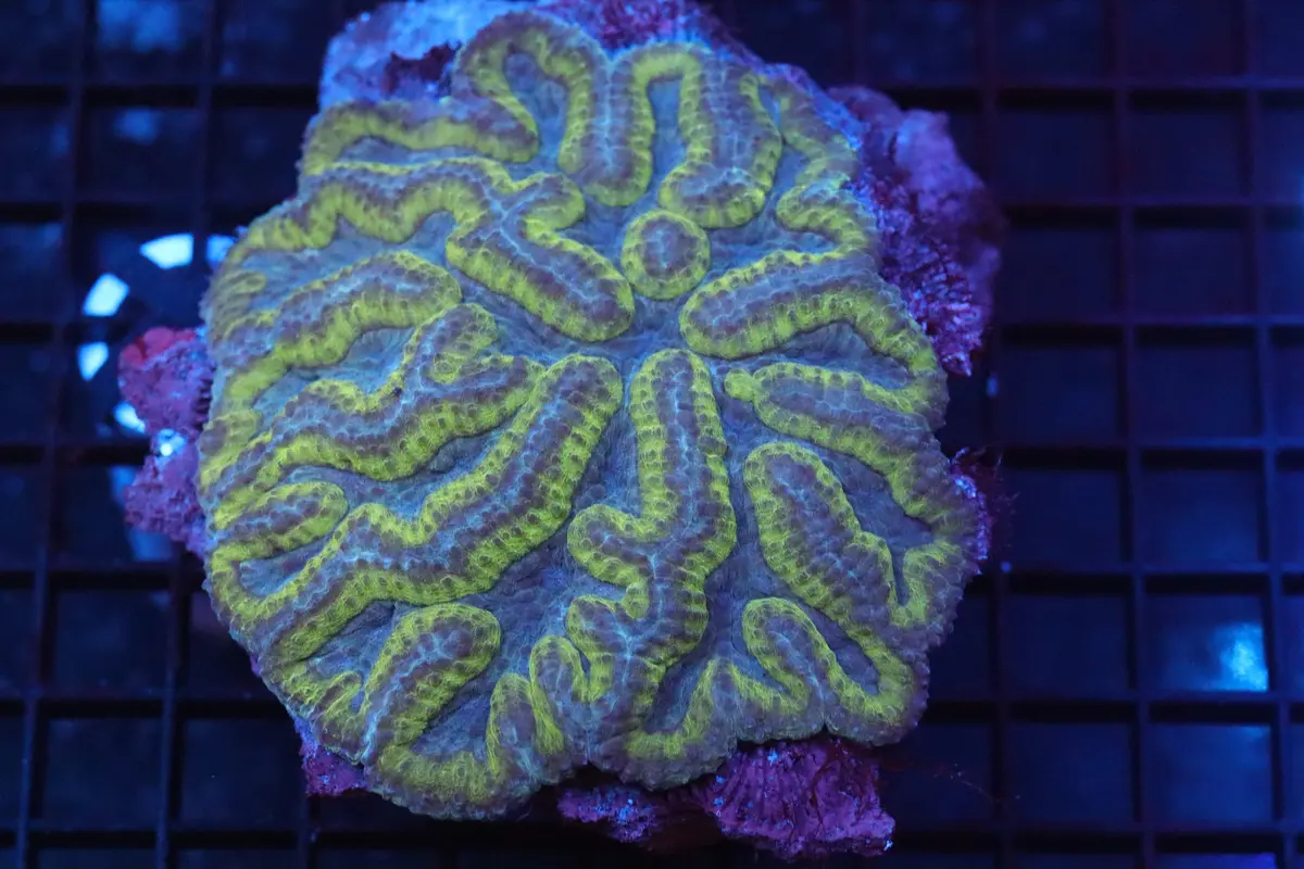 Symphyllia Brain Wysiwyg (97) 1