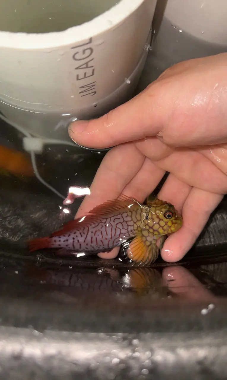 Ember (Stigmata) Blenny | Cirripectes Stigatica 1