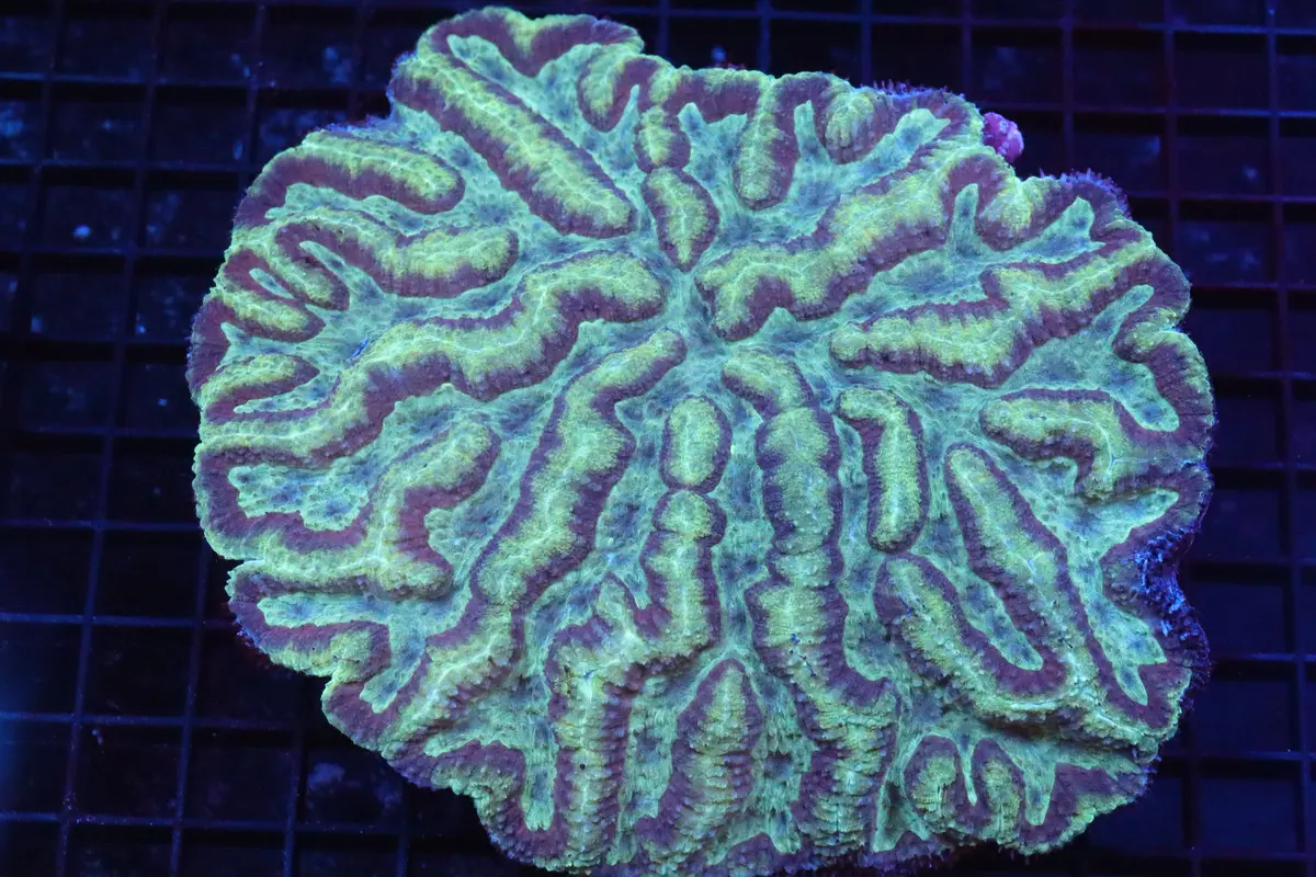 Symphyllia Brain Wysiwyg #34 1