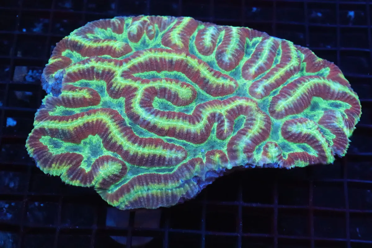 Symphyllia Brain Wysiwyg #36 1
