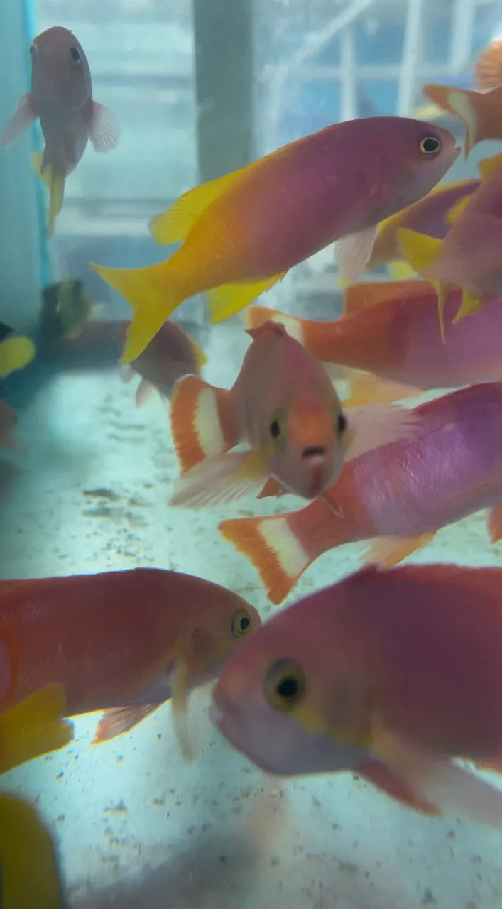 Pictilis Anthias-Male (Australia) 1