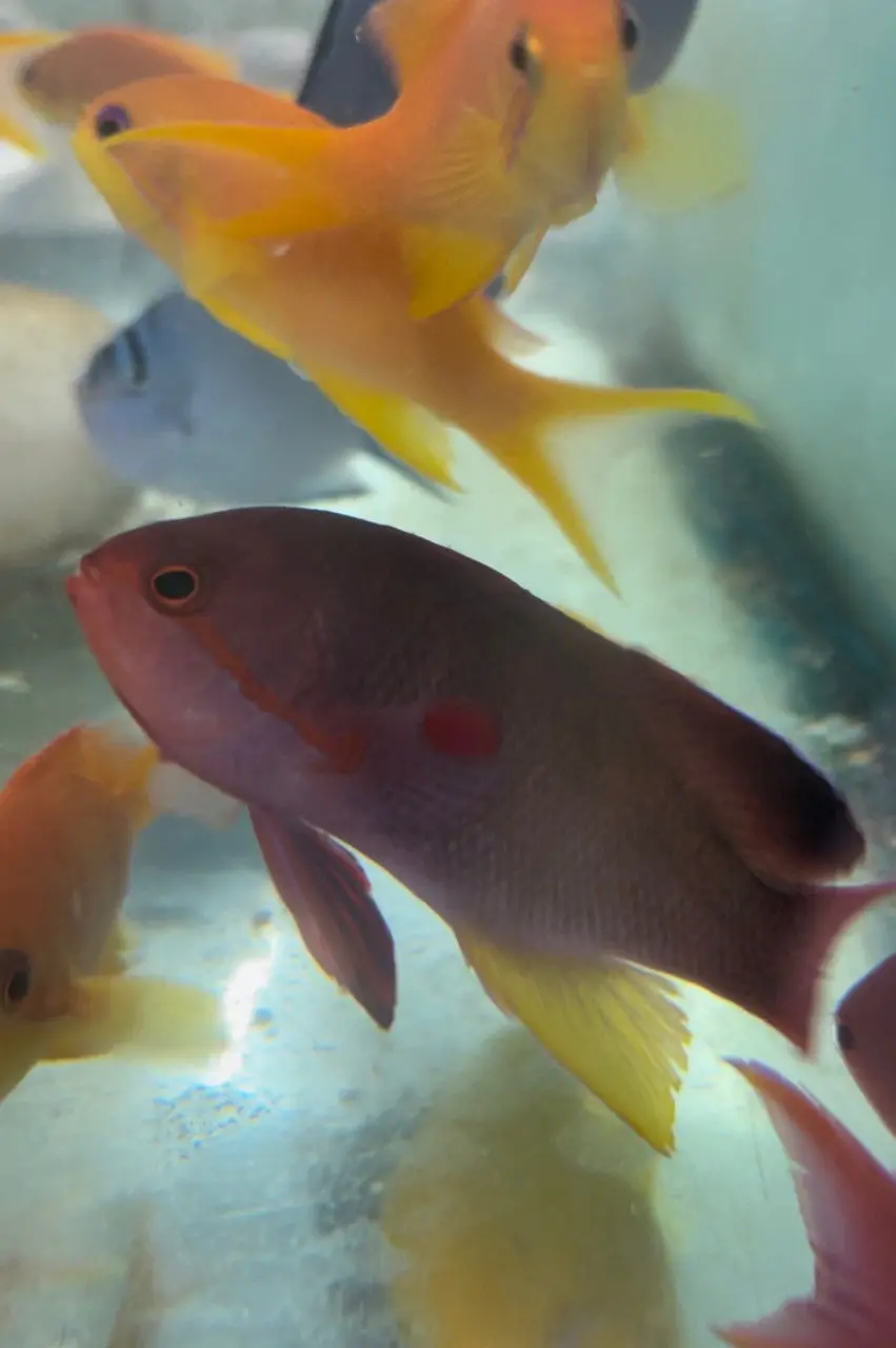 Lyretail Anthias (Tonga)-Xl Male 1
