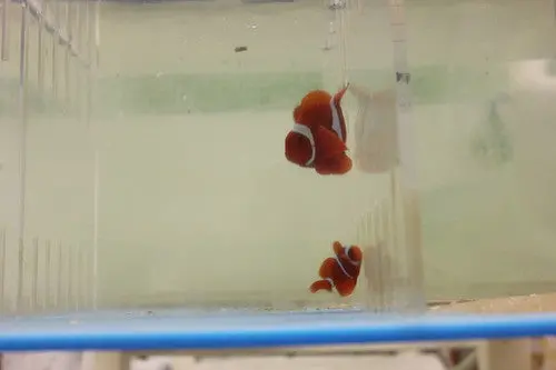 Maroon Clownfish-Xxl (4") 1