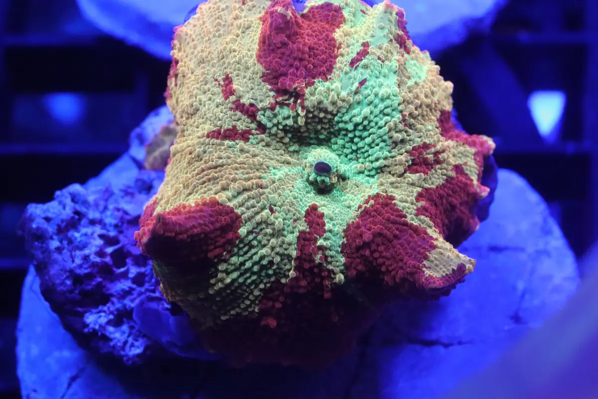 Ultra Rainbow Jawbreaker #4 1