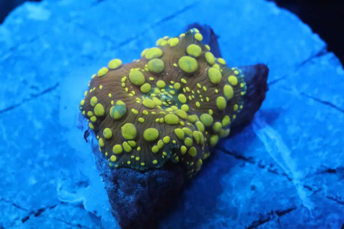 Lava Lamp Discosoma Mushroom 1