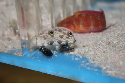Twin Spot(Signal) Goby 1