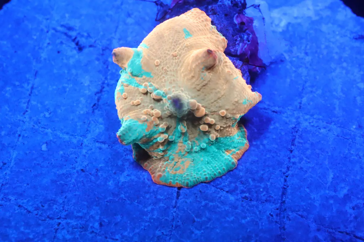 Ultra Rainbow Jawbreaker #3 1