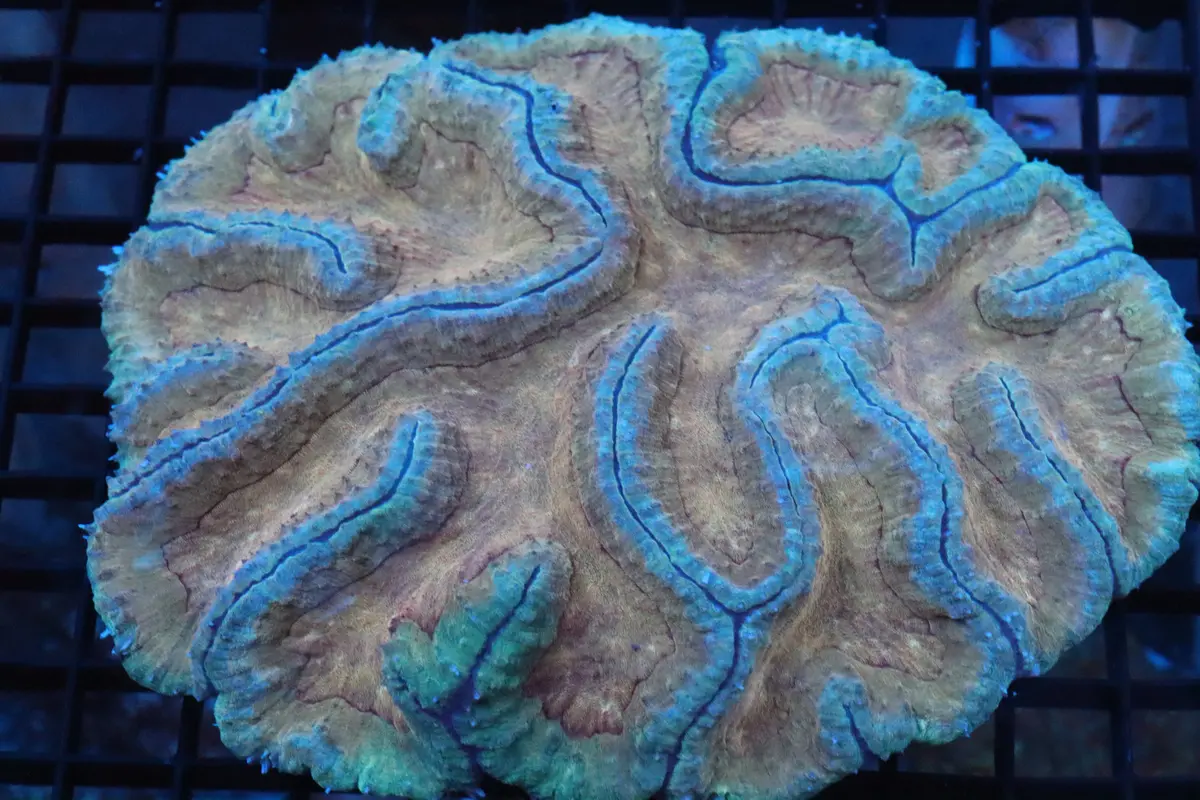 Symphyllia Brain Wysiwyg #15 1