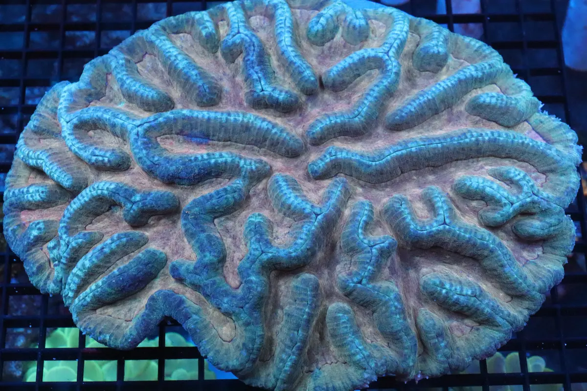 Symphyllia Brain Wysiwyg #13 1