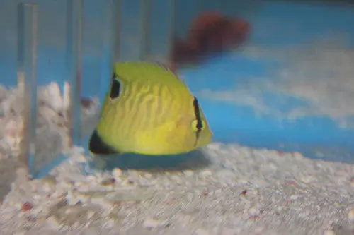Goldflake Angel | Apolemichthys Xanthopunctatus  2" Juvenile 1