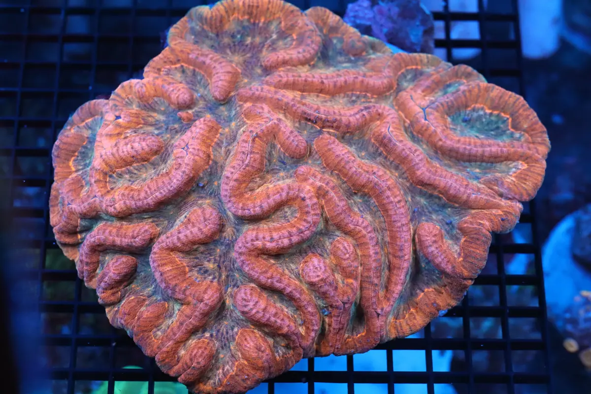Symphyllia Brain Wysiwyg #11 1