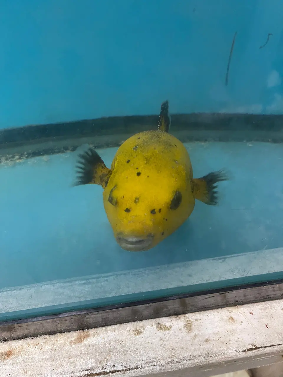 Golden Pufferfish (8") 1