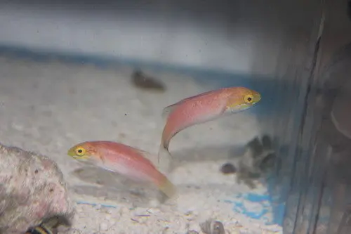 Johnson's Fairy Wrasse-Male 1
