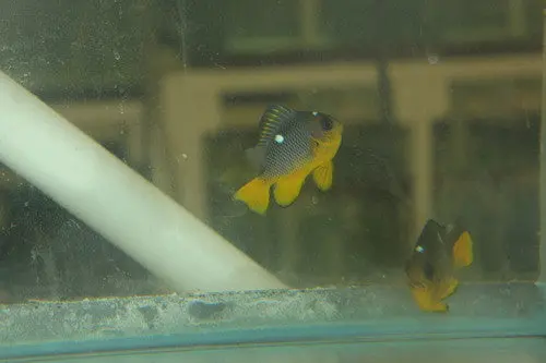 Golden Domino Damsel-2" 1