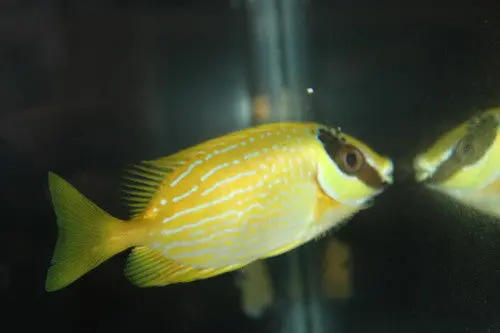 Puellis Rabbitfish 1