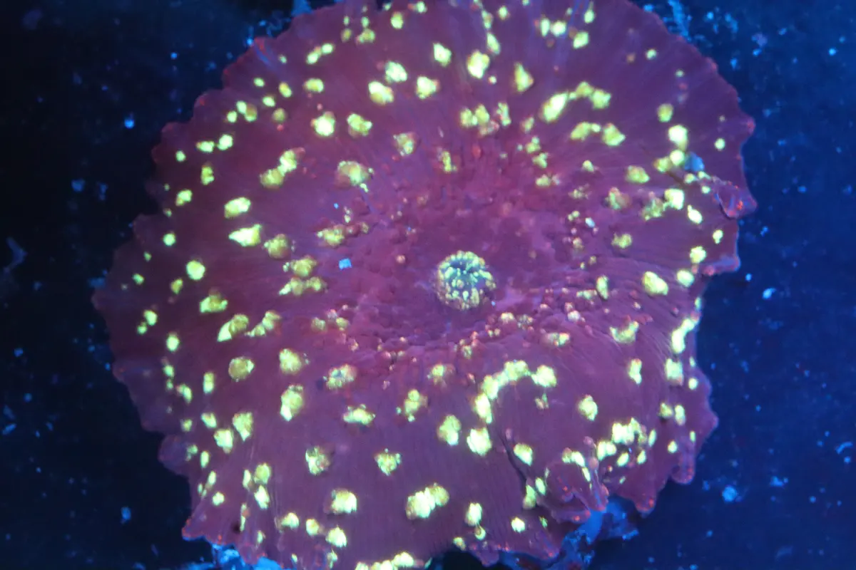 Gold Flake Purple Discosoma 1