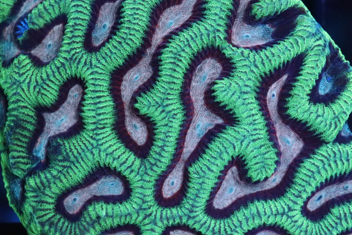 Pink/Green Platygyra (A62) 1
