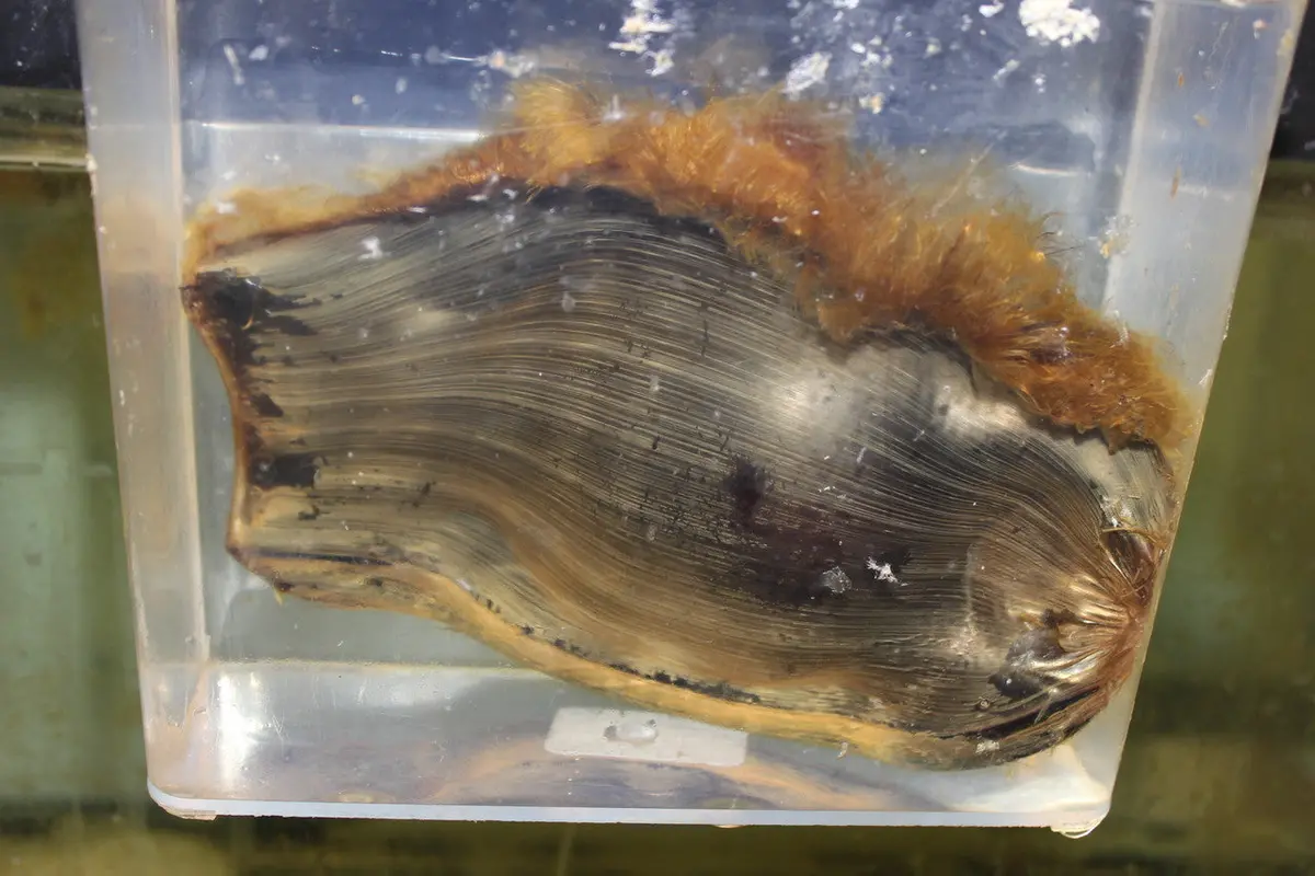 Zebra Shark Egg (Stegostoma Fasciatum) 1