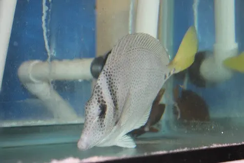 Yellowtail Surgeonfish (10", Mexico) 1