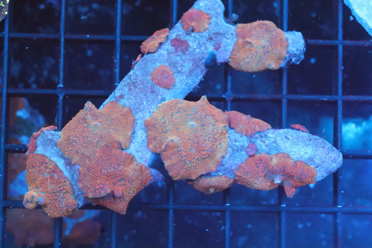 Sunrise Discosoma Mushroom Colony (B300) 1