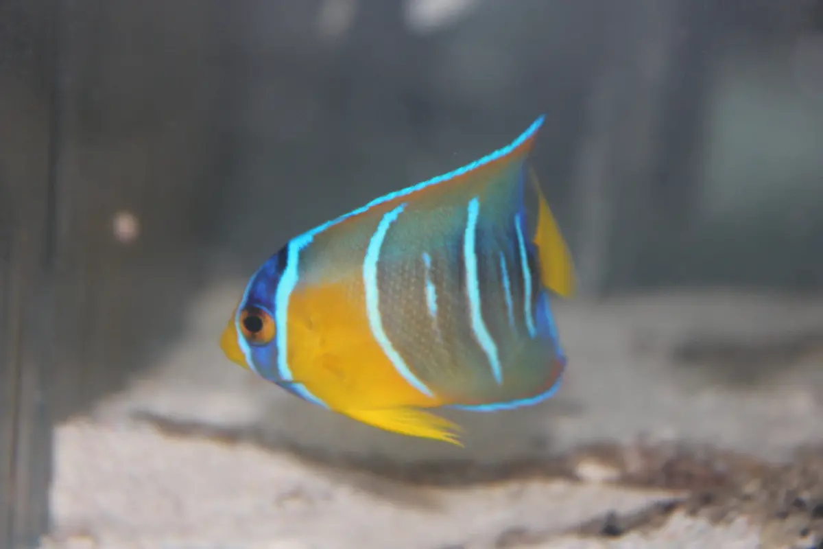 Queen Angelfish | Holacanthus Ciliaris  (2”) 1