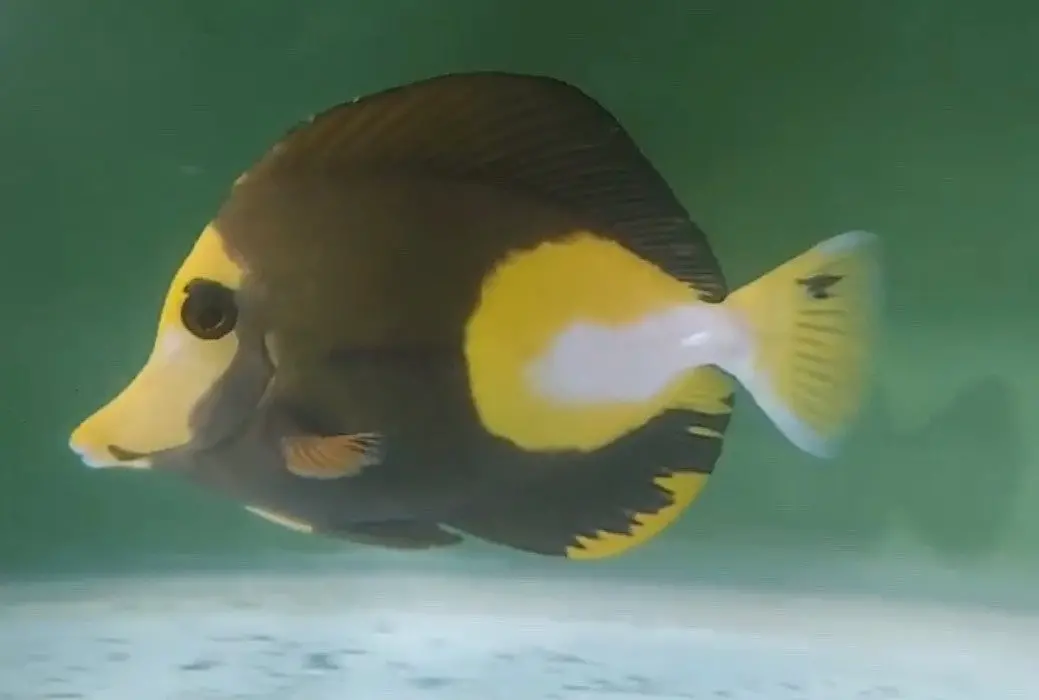 Tricolor Scopas Tang (5-6" Wysiwyg) 1