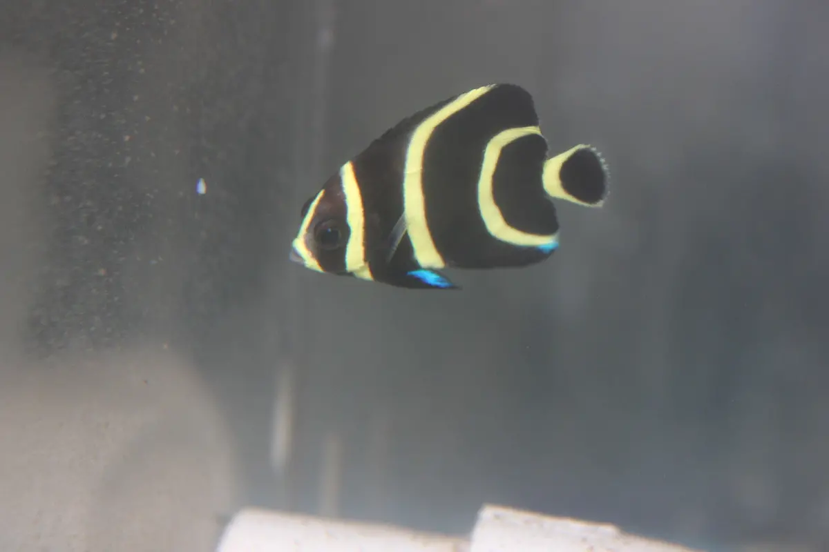 French Angelfish-Juvenile (2") 1