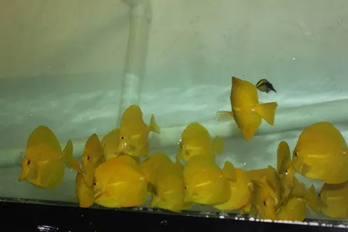 Yellow Tang- Xl (6-7") 1