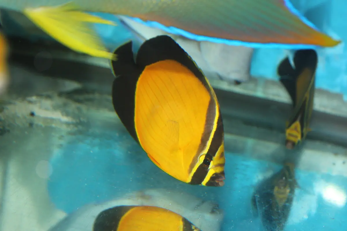 Red Sea Arabian Butterfly (Chaetodon Melapterus) 6" 1