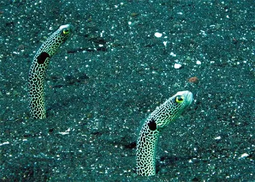 Garden Eel (Taenioconger Hassi) 1
