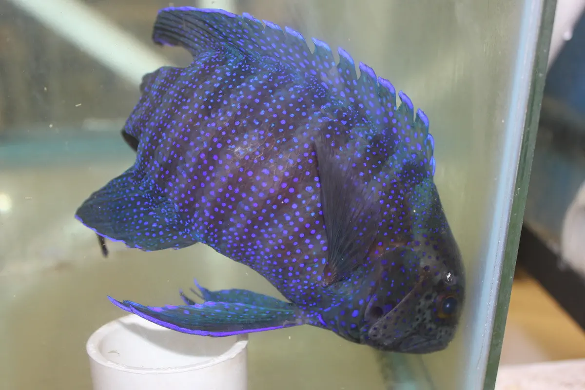 Blue Devil Grouper-Australia (8-9") 1