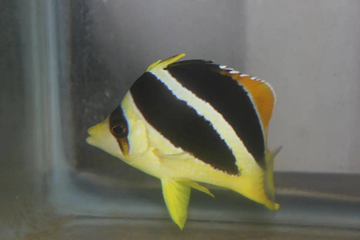 Mitratus Butterfly (3") 1